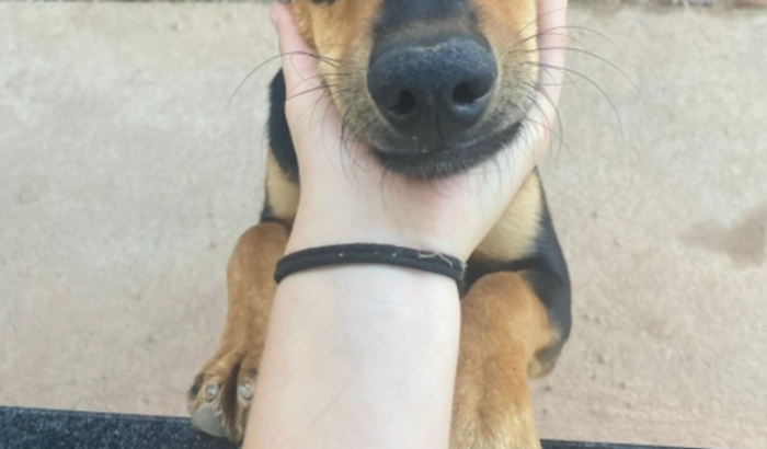 Ajudem a salvar a Nala e o Max