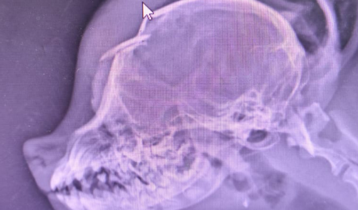 Ajude a Belinha 🙏🏽