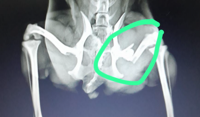 Ajude a Lua a Voltar a Correr !