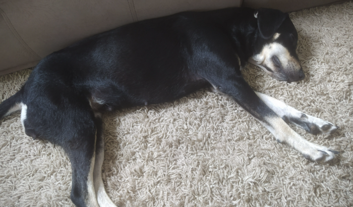 Me ajuda a tratar da Sandy, uma cachorra de rua