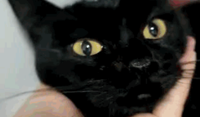 Ajude a gatinha Maia realizar uma cirurgia para a retirada de um tumor