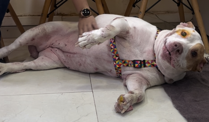 Vamos ajudar a Malandra!!