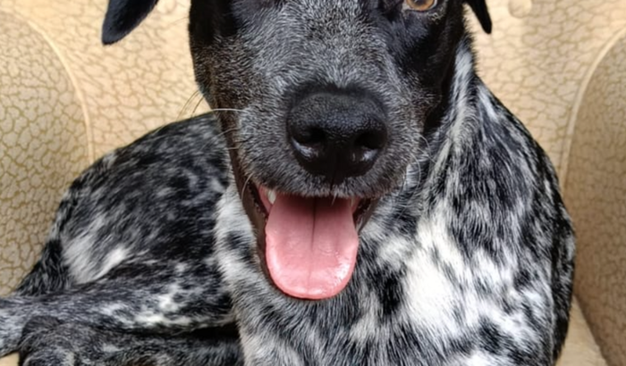 Ajude o Thor contra a Cinomose 🐾🐾💙