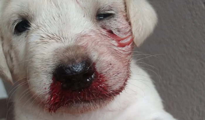 Cirurgia do branquinho 