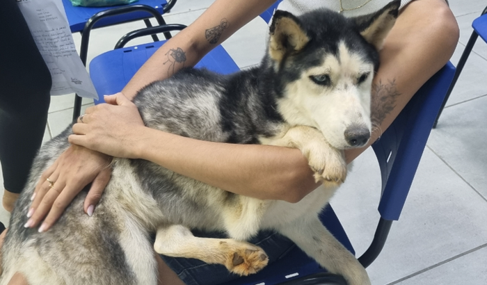 Minha doguinha pegou doença de carrapato, no momento não tenho condições de pagar o tratamento, queria conta com vcs