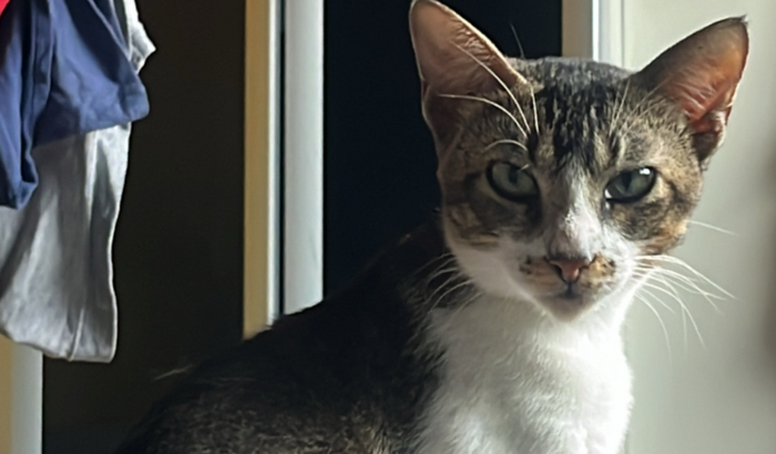 ajude o Star, minha estrelinha nao ta conseguindo brilhar