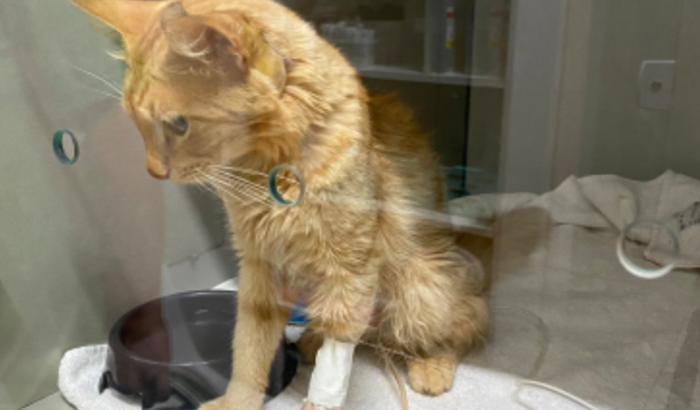 Tratamento do Ozzy 🧡