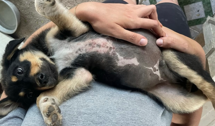 Ajude o Romeu e a Julieta a vencerem a parvovirose!