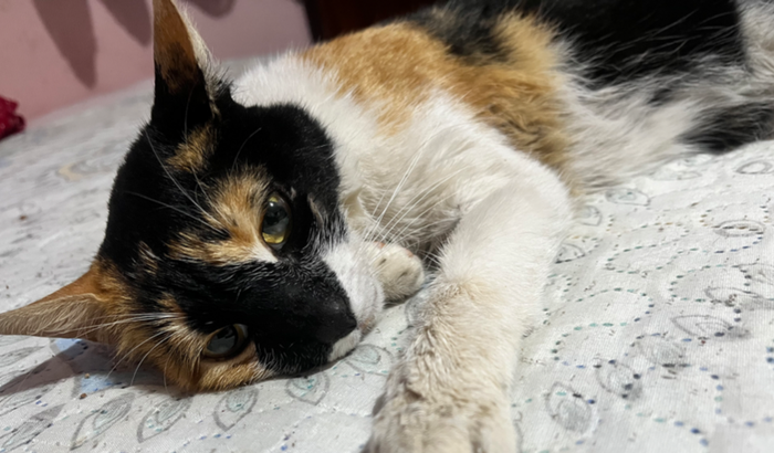 Ajude a Berenice Maria!