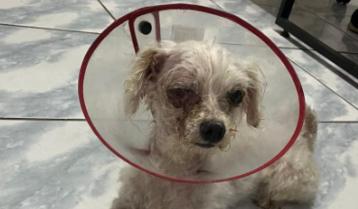 Por favor, ajudem o Tito! 