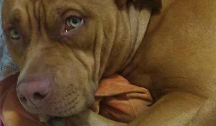 Ajuda para cirurgia da minha pet