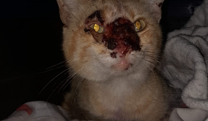 Tratamento do gatinho