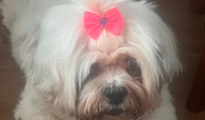 MINHA BELINHA VIROU ESTRELINHA