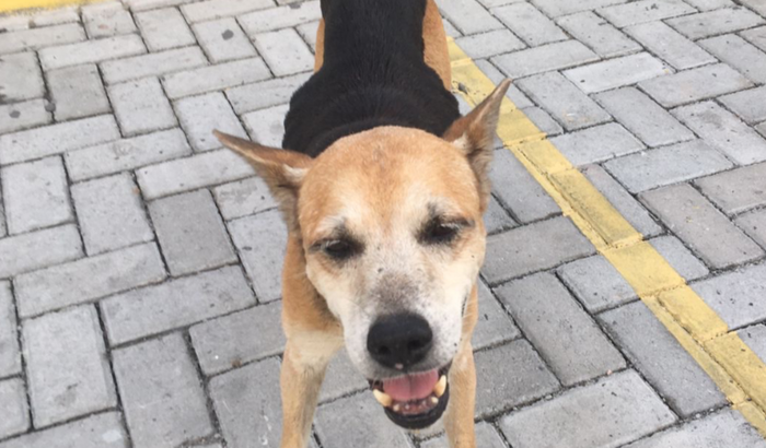 Ajude Faustino❤️