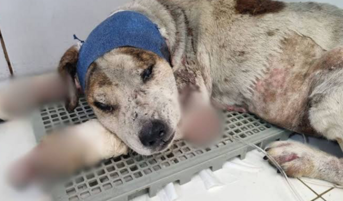 Ajude animais Doentes. Faça parte de um bem maior.