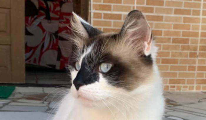 AJUDE O GATINHO THOR