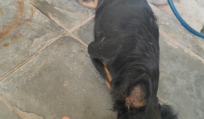 Cirurgia/medicamentos NINA