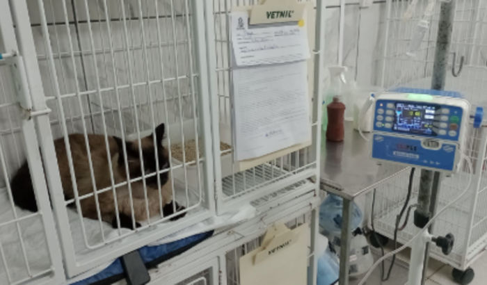 Por favor, me ajude a salvar meu lindo gatinho!