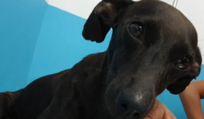 Ajude a Maluzinha a Voltar a Andar