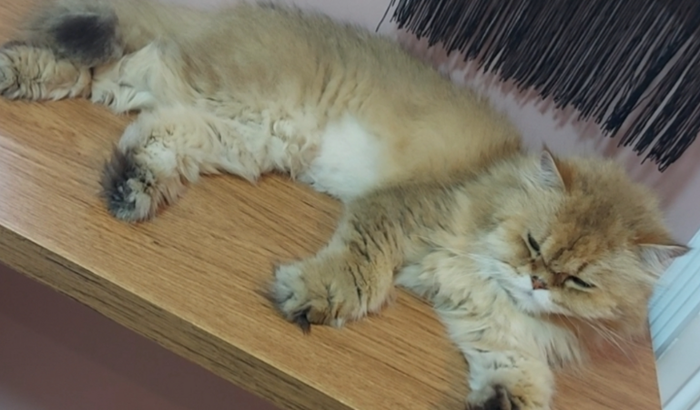 Por favor, ajudem a salvar a vida do Narutinho