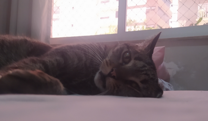 🐱 cirurgia Felícia 🐱