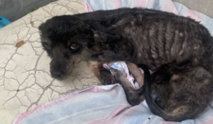 Ajude o cão magricelo! 