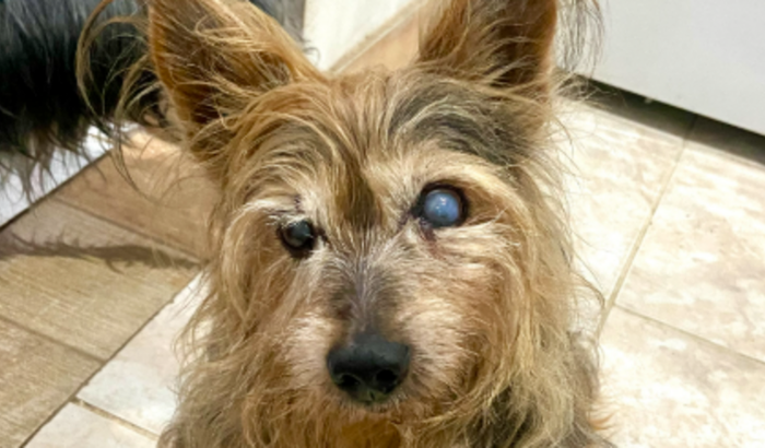 Ajude o Marley a vencer o câncer