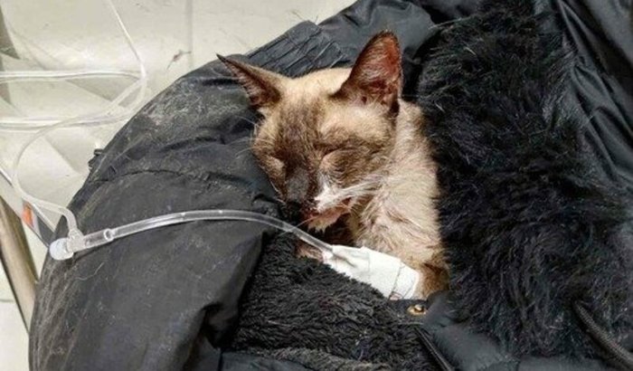 Ajudem minha gata BOLSONARA a viver.