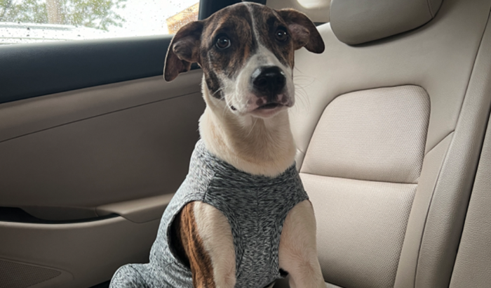 Ajuda para recuperação da Celine ❤️