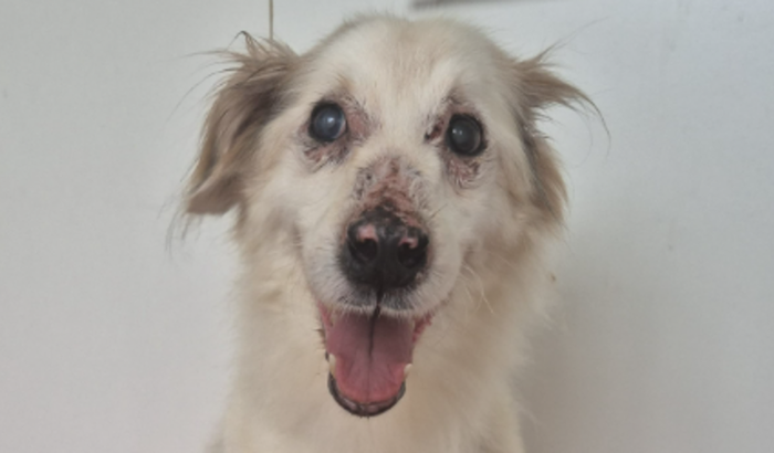 Resgate do Nosso Amigo Billy