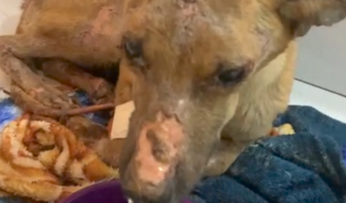 Tratamento da Aparecida❤️