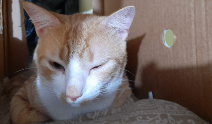 Ajuda na quimioterapia do gatinho Giuseppe