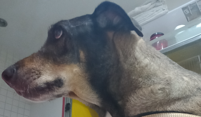 Ajuda para James ( Monstros SA)