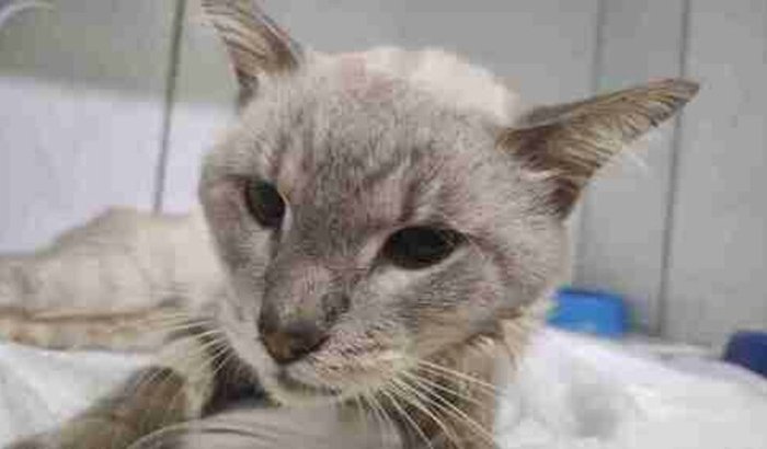 Ajudem o Link a melhorar