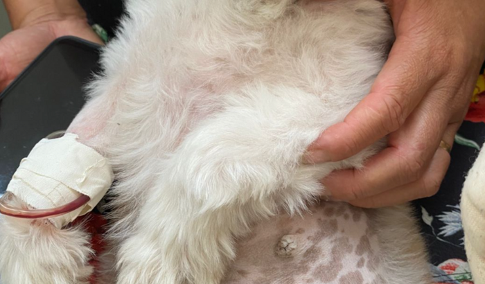 Ajuda para pagar a cirurgia de emergência da Nina 🙏🏻