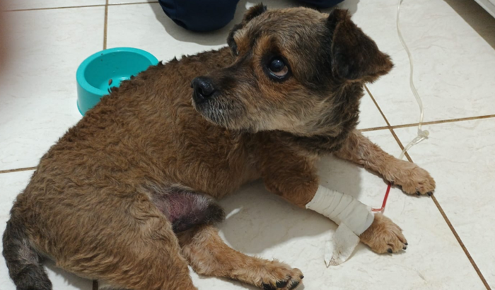 Ajude a custear a cirurgia do doguinho encontrado na rua atropelado 