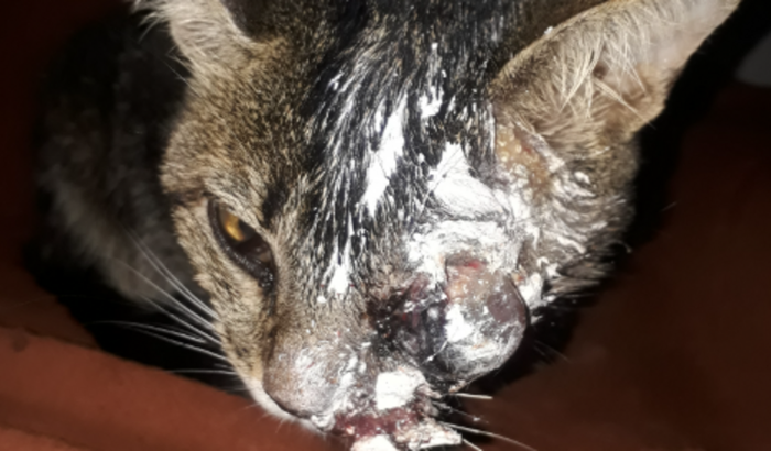 ajuda pra cirurgia da andromeda