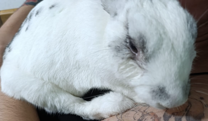 Ajuda para a fisioterapia e cadeirinha de rodas do Barnabas