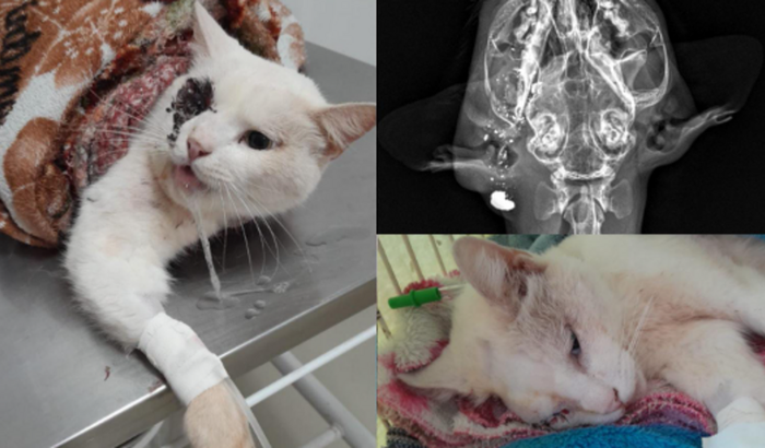 Solidariedade para o meu amigo de 4 patas