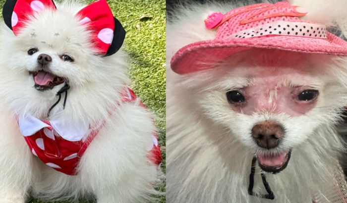 Tratamento de cancer da Bella