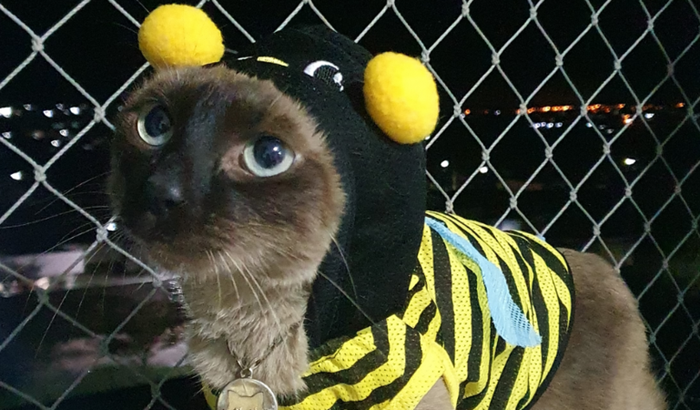 Gatinho Gilgamesh Precisa de Ajuda