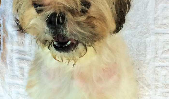 Fundo para os peludos abandonados