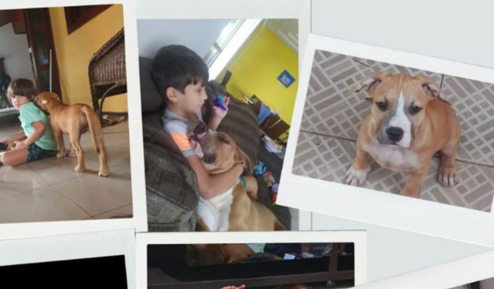 Ajude Luca e Seus Cães de Suporte Emocional 