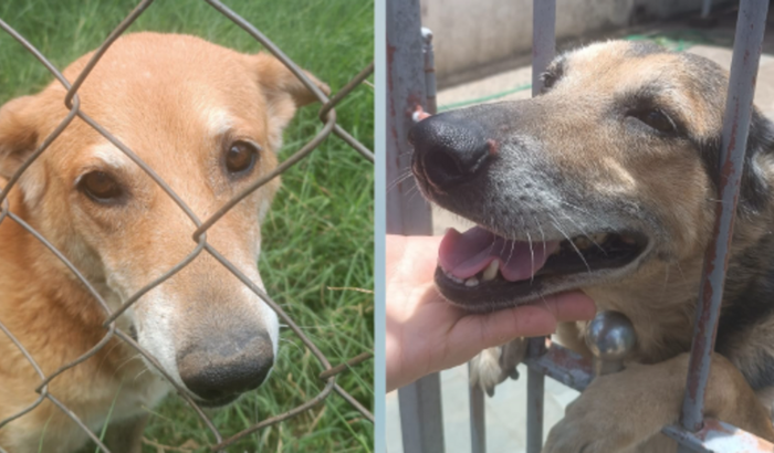 AJUDE A MINA E A PIPOCA A SE RECUPERAREM DA CIRURGIA!