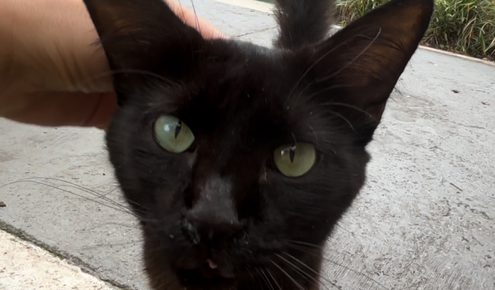 Internação do negão 