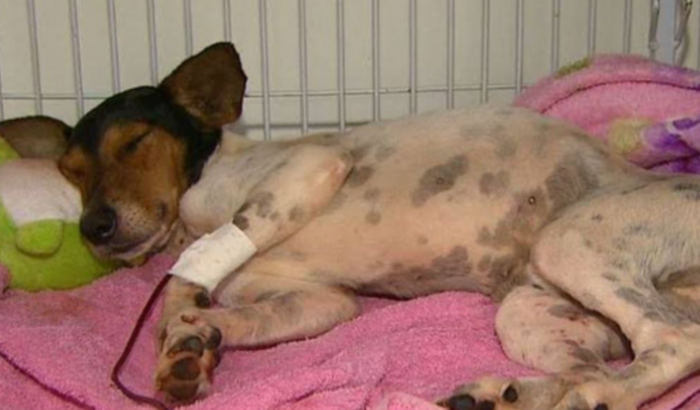 Ajude os animais do anjo resgate