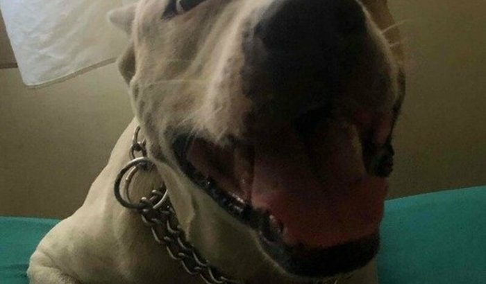 Vaquinha para quimioterapia da Kyra 