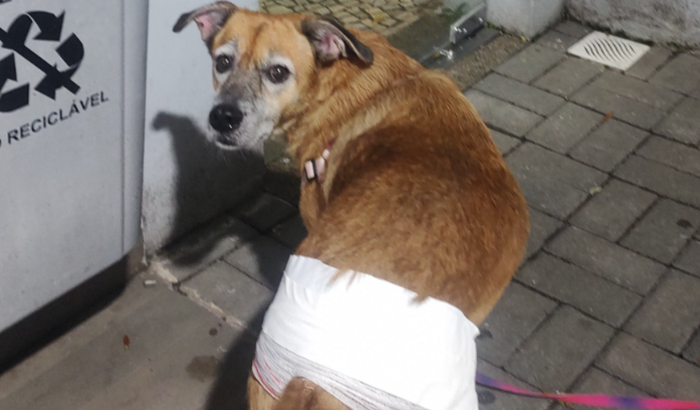 Ajuda pra retirada de tumor da minha caramelo de 10 aninhos 🙏🏼