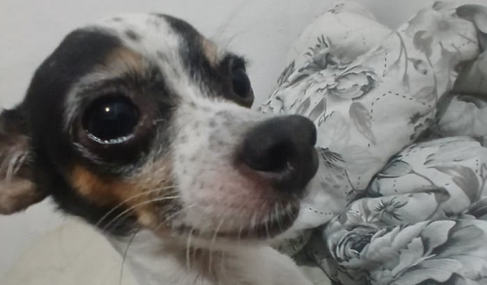 Vamos ajudar a July 🐶