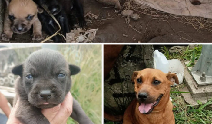 Filhotes do córrego Jacu Pêssego